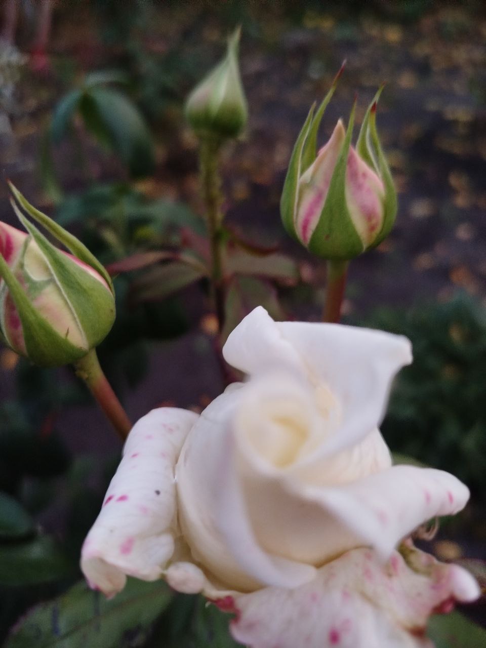 Доброе утро из Зареченского территориального отдела — с теплом и хорошим настроением от нашей подписчицы Елены! Доброе утро из Зареченского территориального отдела — с теплом и хорошим настроением от нашей подписчицы Елены!