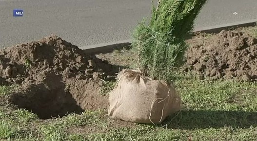 Депутаты и сотрудники администрации Мелитопольского городского округа провели акцию по озеленению города