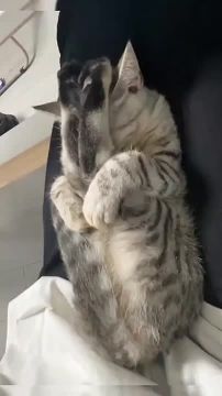 А вот и вечер воскресенья. Когда устал, любая поза хороша