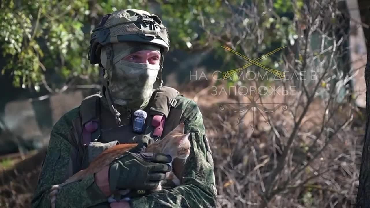 Без кота и жизнь не та... Даже на передовой