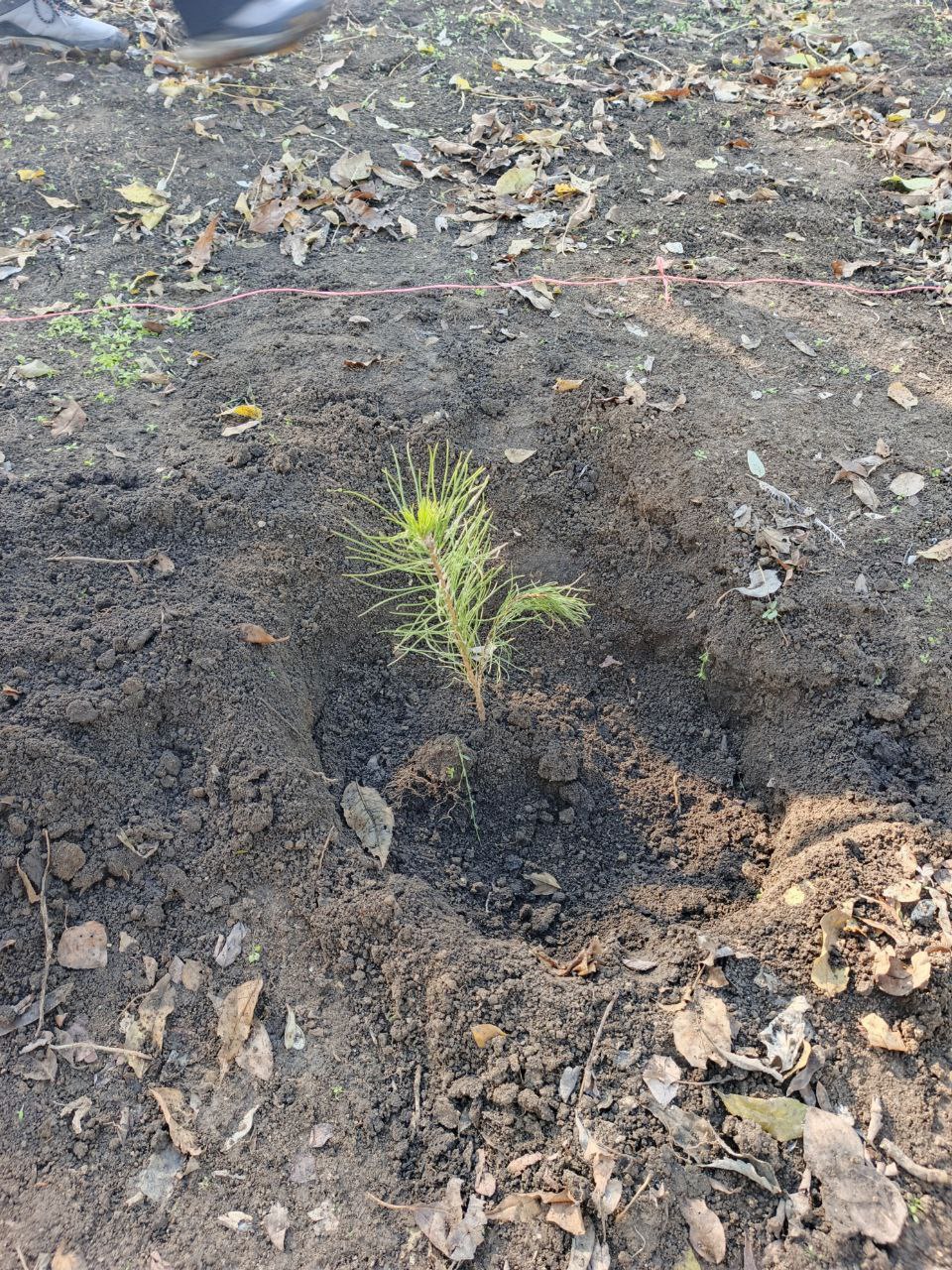 Экологическая акция ко Дню народного единства Экологическая акция ко Дню народного единства
