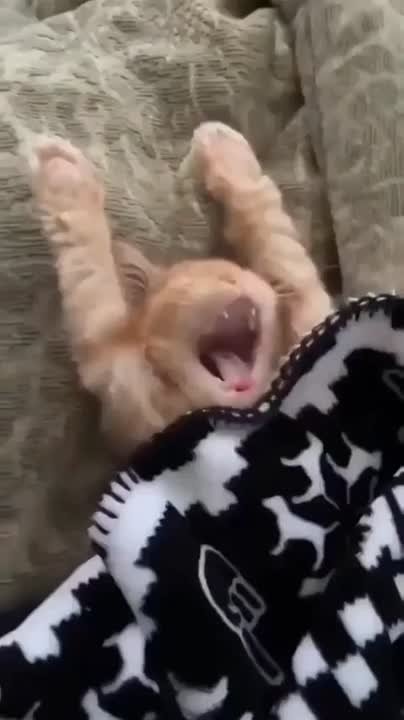 Доброе утро!. НОВЫЙ МЕЛИТОПОЛЬ