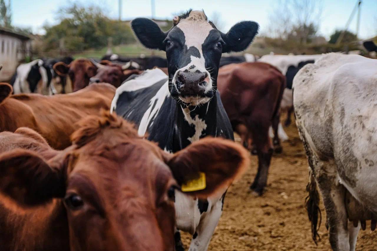Развитие животноводческой фермы в селе Ясное Развитие животноводческой фермы в селе Ясное