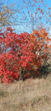 Желаем самого доброго, бодрого, счастливого, красивого, нежного, сладкого и прекрасного утра