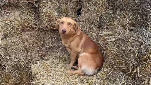 Андрей Сигута: СЕРИЯ № 1. Герой выпуска - Илья Данилов, учредитель КФХ "Весёловский Колос" В рубрике «Люди труда» мы знакомим вас с теми, кто не просто остаётся на земле — а строит на ней будущее своей семьи, села и всей...