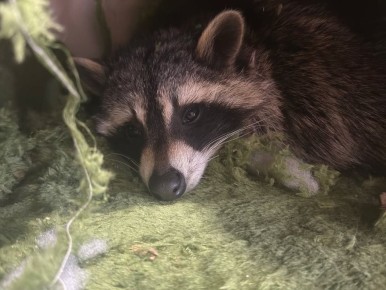 Доброй ночи, дорогие подписчики! Доброй ночи, Запорожье!