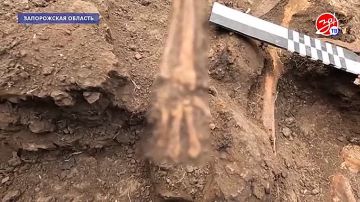 В Запорожской области вновь нашли погибших советских солдат, сражавшихся в Великой Отечественной войне