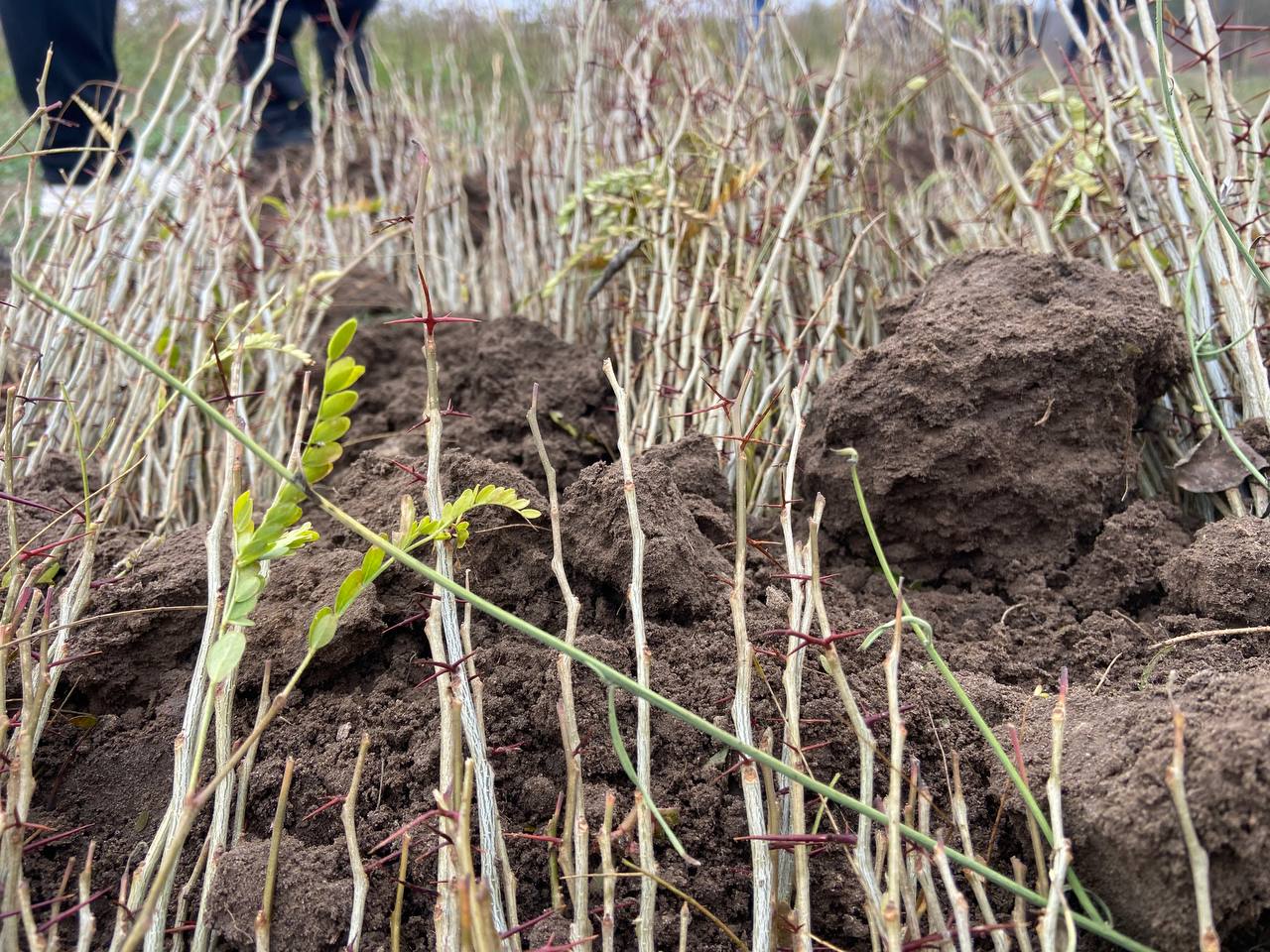 ГАУ ЗО «Мелитопольский лесхоз» увеличивает площадь зеленых насаждений и восстанавливает лесные ресурсы Запорожской области ГАУ ЗО «Мелитопольский лесхоз» увеличивает площадь зеленых насаждений и восстанавливает лесные ресурсы Запорожской области