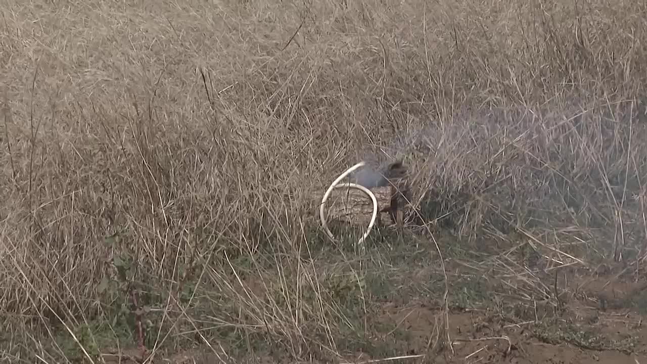 На Каменском направлении в Запорожской области саперы Новороссийского гвардейского горного соединения ВДВ ежедневно обнаруживают и уничтожают более 50 мин и взрывоопасных предметов противника