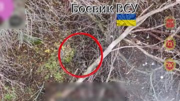 Расчет БпЛА 30 мсп 44 Армейского корпуса ликвидировал боевика ВСУ, пытавшегося укрыться в лесопосадке