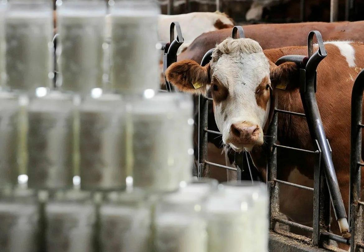 Идёт третий поток приёма заявок на субсидию по поддержке производства молока