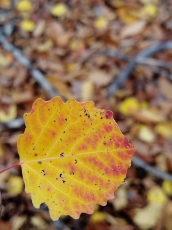 �� �������� ��� ��������� ������ ������