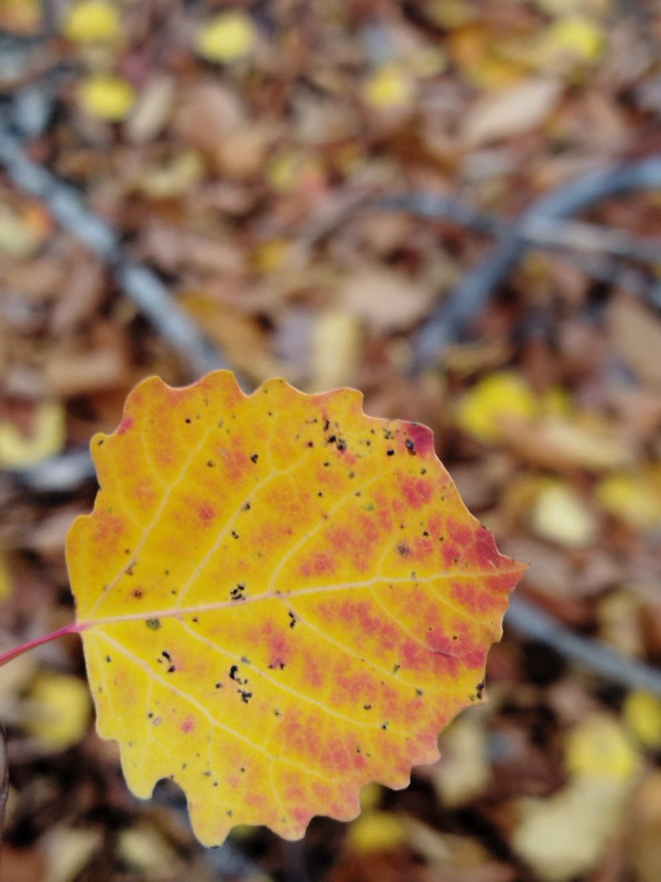 Из Крымских гор вернулась первая группа Из Крымских гор вернулась первая группа