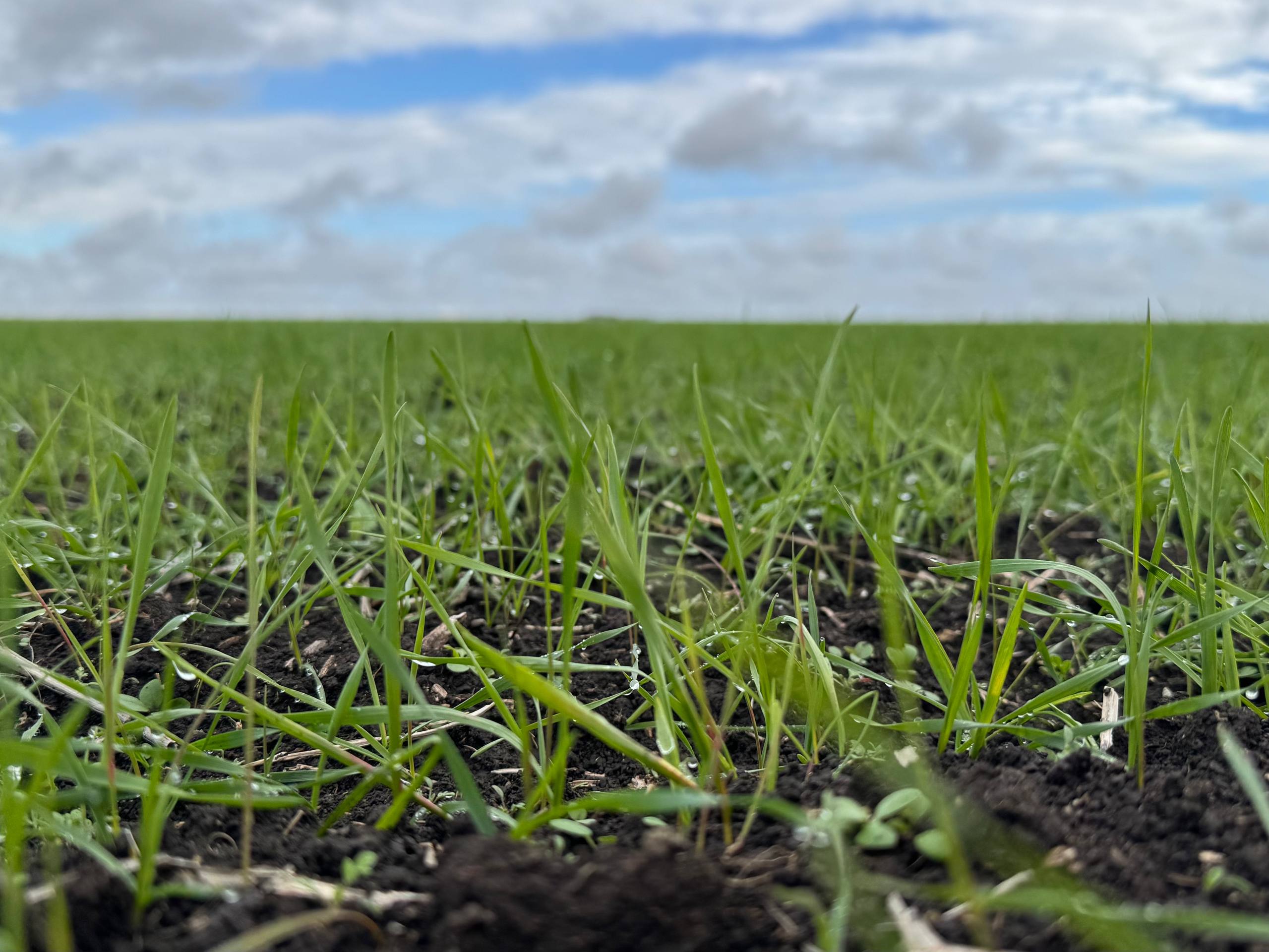 Мониторинг запасов влаги в почве продолжается Мониторинг запасов влаги в почве продолжается