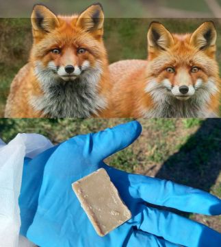 Ветеринарные специалисты подведомственного Управлению ветеринарии Запорожской области ГБУ ЗО «Ветцентр» приступили к вакцинации от бешенства диких плотоядных животных