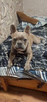 Пропал француз. Мальчик. Отзывается на кличку Оскар Район партизана Если кто-то видел или знает где он дайте знать пожалуйста +79901163171 +79901068385