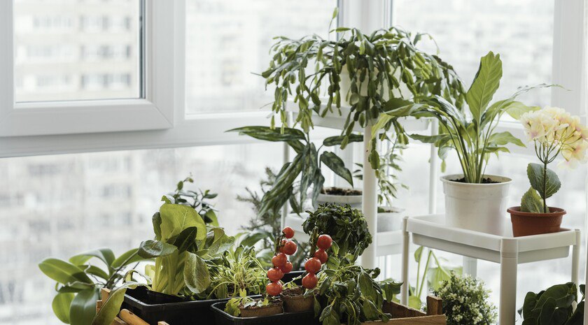 Подоконник-огород. Эксперты рассказали, как зимой выращивать овощи в квартире