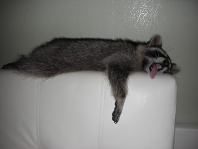 Доброй ночи, дорогие подписчики! Доброй ночи, Запорожье!