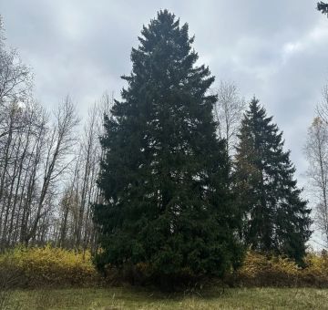 Выбрана главная новогодняя ёлка страны