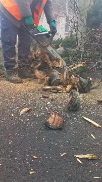 Жительница улицы Пролетарская (г. Приморск) выражает огромную благодарность бригаде рабочих МБУ "Парки и скверы" за добросовестную и мастерски выполненную работу по спилу аварийного каштана!