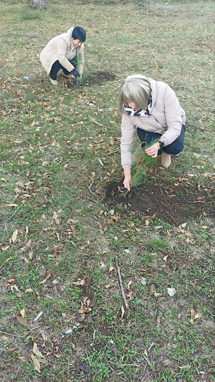Единороссы высадили аллею доброты Единороссы высадили аллею доброты