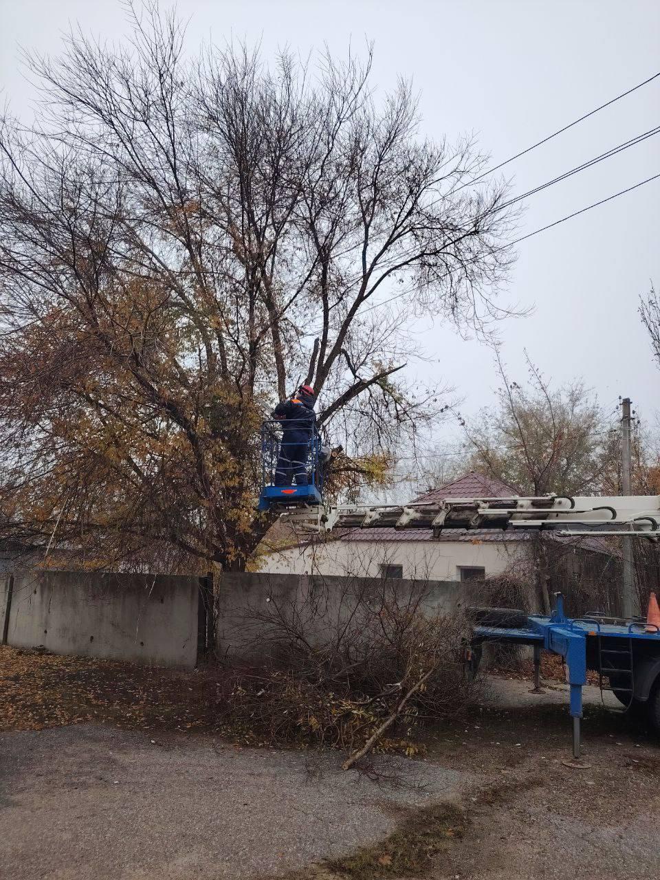 В Пологах от разросшихся деревьев освобождены линии электропередач на четырех улицах В Пологах от разросшихся деревьев освобождены линии электропередач на четырех улицах