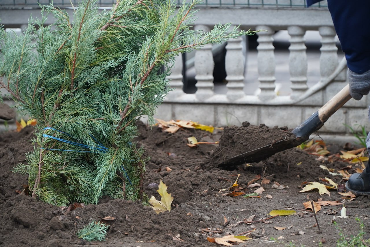 Сергей Золотарёв: Ведется плановая работа по озеленению Сергей Золотарёв: Ведется плановая работа по озеленению