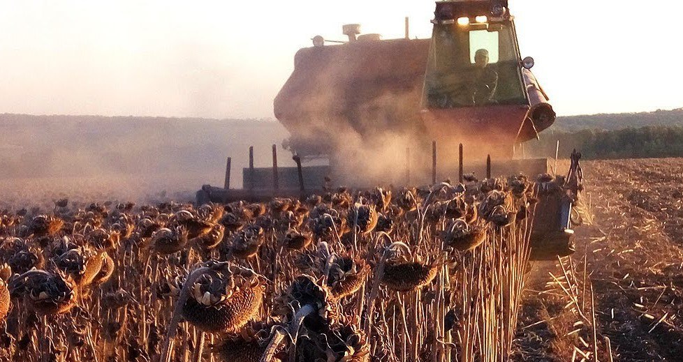 Аграрии прифронтового Токмакского муниципального округа в непростых условиях продолжают уборку подсолнечника и сев озимых культур