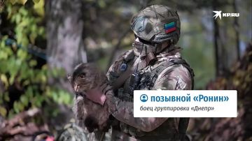 Кот Кузен перешел на правильную сторону: Блиндаж ВДВ на Запорожье стережет от мышей