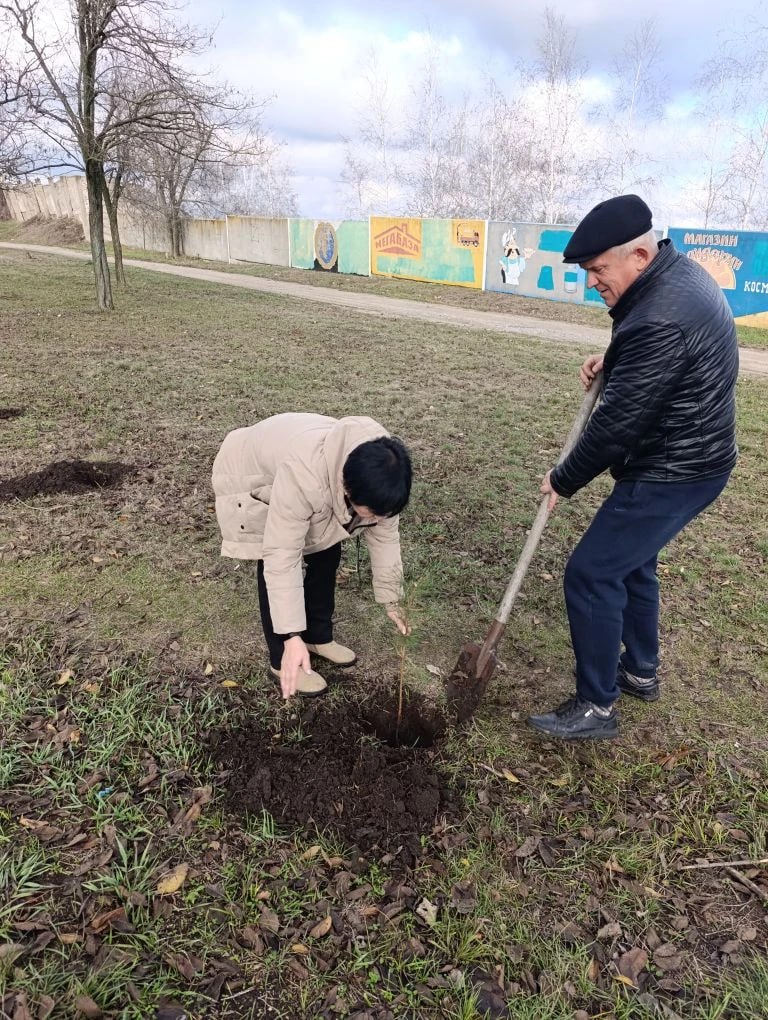 Единороссы высадили аллею доброты Единороссы высадили аллею доброты