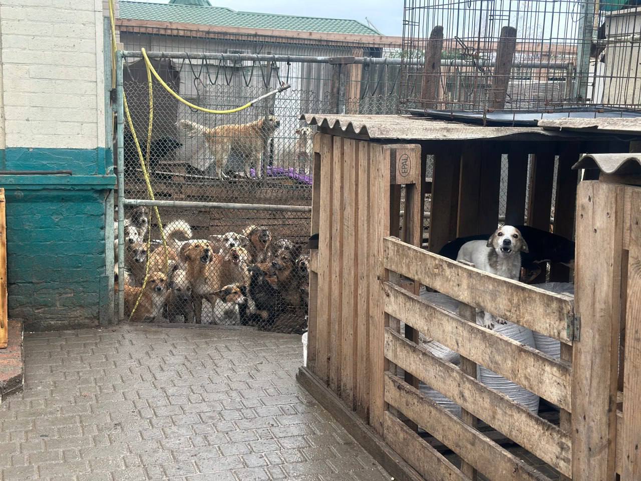 Сотрудники ТФОМС Запорожской области поддержали всероссийскую акцию «Помощь животным» Сотрудники ТФОМС Запорожской области поддержали всероссийскую акцию «Помощь животным»