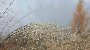 Доброе утро!. Природа -дивный модельер