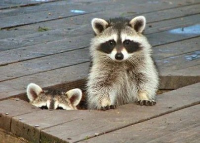 Доброе утро, друзья! Хорошего вам дня и отличного настроения!