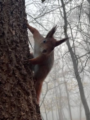 Международный день белки (День защиты белок) отмечается 17 ноября