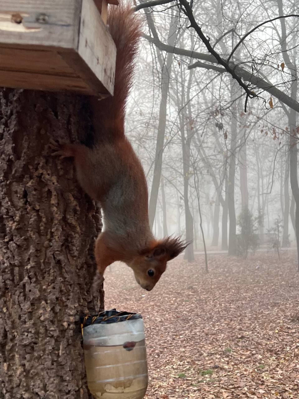 Международный день белки (День защиты белок) отмечается 17 ноября Международный день белки (День защиты белок) отмечается 17 ноября