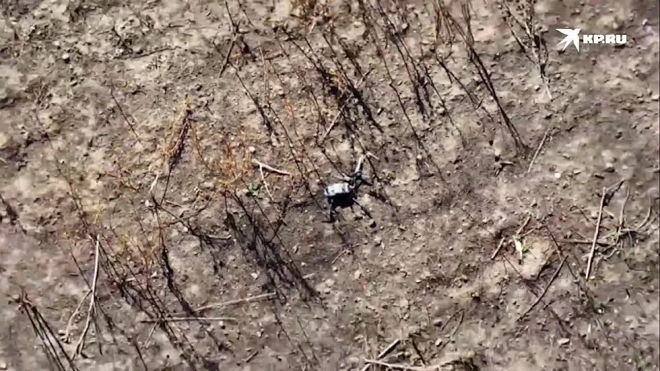 Российские бойцы показали, как ловят коптеры противника