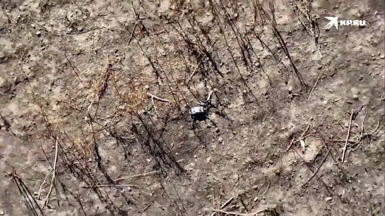 Российские бойцы показали, как ловят коптеры противника