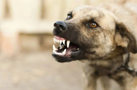 Разрешить отстрел бродячих собак снова предложили в Госдуме