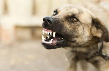 Разрешить отстрел бродячих собак снова предложили в Госдуме