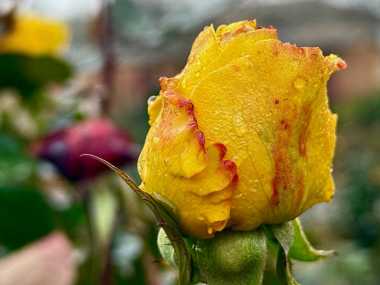 Доброе утро из села Фруктовое!Ноябрьские розы всё ещё раскрывают свои бархатные лепестки, словно держат в себе остатки лета и тихо согревают прохладный воздух Доброе утро из села Фруктовое!Ноябрьские розы всё ещё раскрывают свои бархатные лепестки, словно держат в себе остатки лета и тихо согревают прохладный воздух