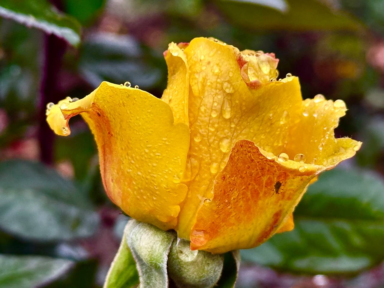 Доброе утро из села Фруктовое!Ноябрьские розы всё ещё раскрывают свои бархатные лепестки, словно держат в себе остатки лета и тихо согревают прохладный воздух