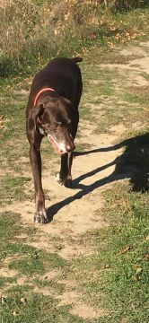 Пропала собака. Пес возрастной