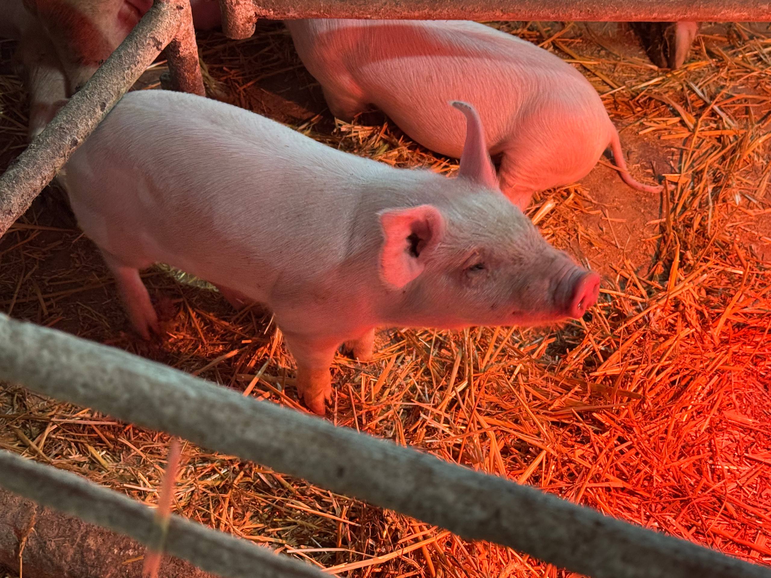 Школьники из Запорожской области познакомились с работой сельскохозяйственного предприятия Школьники из Запорожской области познакомились с работой сельскохозяйственного предприятия