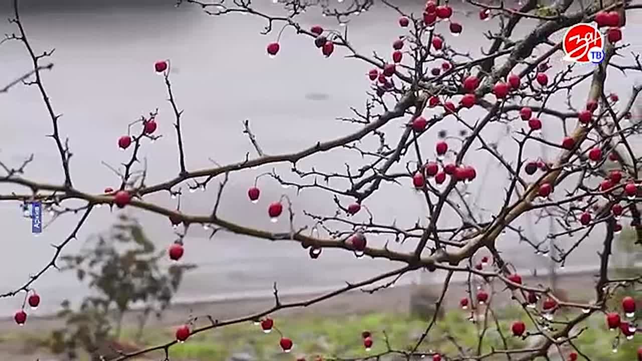 «Ёлка желаний» стартует в Запорожской области