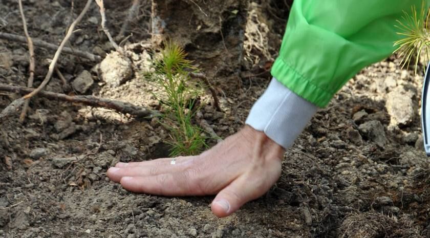 В Запорожской области к концу года восстановят 186 гектаров леса