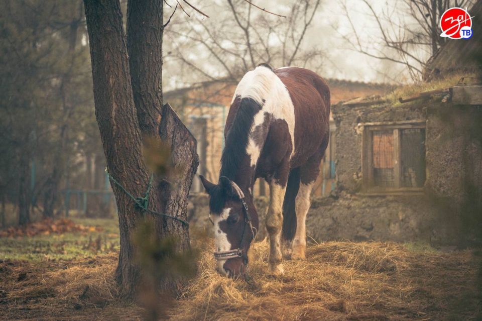 Воспитанники Мелитопольского центра социально-психологической реабилитации посетили конноспортивный клуб «Аллюр» Воспитанники Мелитопольского центра социально-психологической реабилитации посетили конноспортивный клуб «Аллюр»