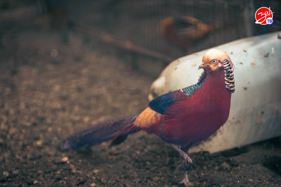 Воспитанники Мелитопольского центра социально-психологической реабилитации посетили конноспортивный клуб «Аллюр» Воспитанники Мелитопольского центра социально-психологической реабилитации посетили конноспортивный клуб «Аллюр»