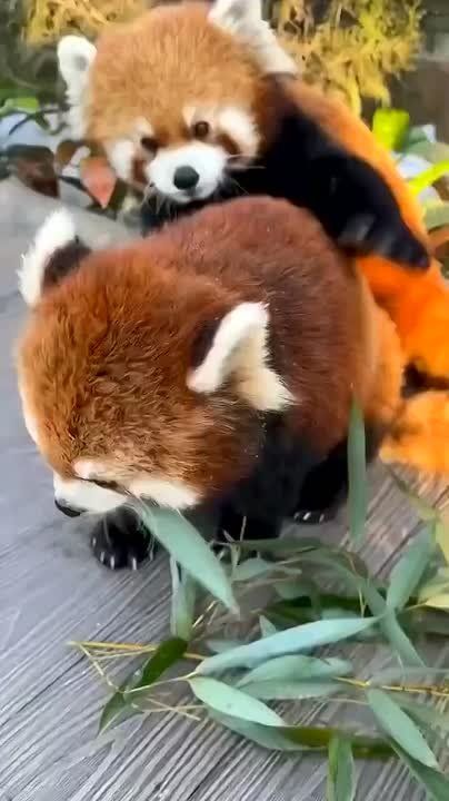 Набираемся сил, чтоб хватило на новую неделю