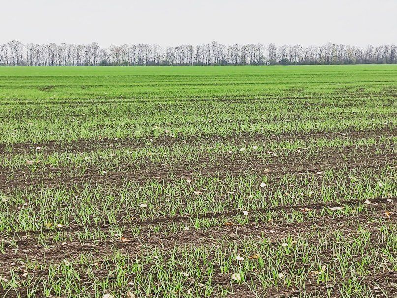 В Запорожской области завершается озимый сев
