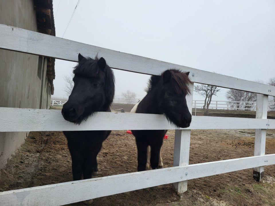 ���� �� ���������� ������ ���������-��������������� ������������ �������� � ��������������� ����� ������